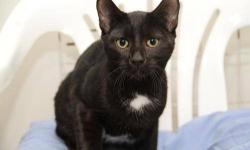 Domestic Short Hair - Black - Zach - Large - Adult - Male - Cat
Hi! I'm ZACH - a handsome 3 year old guy. I love love love attention. I'm super well-adjusted to my new surroundings, even after being overlooked at the shelter for so long (no one can figure