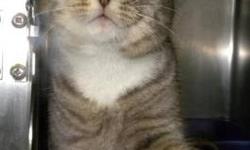 Domestic Short Hair - Charlie - Medium - Adult - Male - Cat
Charlie is a handsome gray tiger and white cat. He is outgoing and social and he likes to play. Charlie would make a wonderful addition to your home!
CHARACTERISTICS:
Breed: Domestic Short Hair