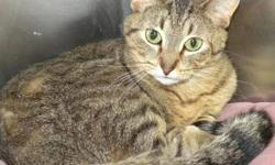 Domestic Short Hair - Dee Dee - Medium - Adult - Female - Cat
Dee Dee is a very pretty, 1 year old, gray tiger kitty. She is sweet and loving but a little shy. She would love to find a calm, gentle family.
CHARACTERISTICS:
Breed: Domestic Short Hair
Size: