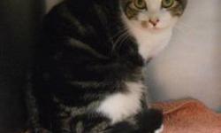 Domestic Short Hair - Dennis - Small - Young - Male - Cat
Dennis was born outside in the cold world and wants desperately to be part of a family where he is taken care of for a change. He is still scared sometimes but a lifetime of gratitude waits for the