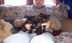 Domestic Short Hair - Doree, Cry Baby, Bubba - Medium - Young
King's Bay Campsite Kitten Update
These 3 adorable kittens are the one's we rescued from King's Bay Campground in Rouses Point weeks ago. Doree, Bubba & Cry Baby. They still have a viral
