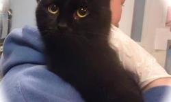 Domestic Short Hair - Ebony - Medium - Young - Male - Cat
CHARACTERISTICS:
Breed: Domestic Short Hair
Size: Medium
Petfinder ID: 24846748
CONTACT:
WC SPCA | Attica, NY | 585-591-3114
For additional information, reply to this ad or see: