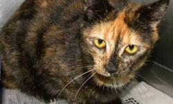 Domestic Short Hair - Flowers - Medium - Adult - Female - Cat
Flowers is a very pretty, petite, tortie kitty. She is sweet and lovable and she loves to be petted. She is a little shy at first, but she warms up quickly when she gets some love--come visit