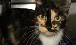 Domestic Short Hair - Ginger - Medium - Adult - Female - Cat
Ginger is a beautiful, 1 year old, calico kitty. She is friendly and curious and she loves to play. Visit this pretty kitty today!
CHARACTERISTICS:
Breed: Domestic Short Hair
Size: Medium