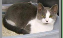 Domestic Short Hair - Gray and white - Laurel - Small - Young
I am growing up here at the shelter and it isn?t fair. I came in so scared but look at me now!! I am coming around and with a nice patient owner, I will be fine. I love to be petted and will