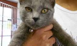 Domestic Short Hair - Gray - Sweet Pea - Small - Young - Female
Sweet Pea is 5 months old and we think she is purrrr-fect! She is looking for her forever home! Please visit Sweet Pea. Update: Sweet Pea has been spayed.
If adopting a cat or kitten from our