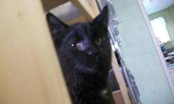 Domestic Short Hair - Jacob - Medium - Young - Male - Cat
Jacob came to us as a sickly kitten and we nursed him back to health. He is a really sweet kitty that loves to cuddle. He will make a great pet.
CHARACTERISTICS:
Breed: Domestic Short Hair
Size: