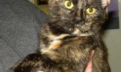 Domestic Short Hair - Latte*at Petco* - Medium - Young - Female
Latte is a gorgeous 8 month old tortie kitty. She is super snuggly and lovable. She has been waiting to be adopted since May. If you would like to meet Latte, she is at the Mattydale PetCo