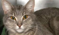 Domestic Short Hair - Lupe - Medium - Young - Female - Cat
Lupe is a very cute, 10 month old, gray tiger kitty. She is sweet and affectionate but a bit shy at first. Lupe would love to find a calm, quiet home.
CHARACTERISTICS:
Breed: Domestic Short Hair