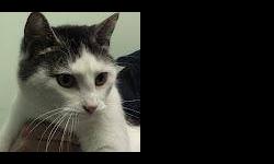Domestic Short Hair - Mave*at Petco* - Medium - Young - Female
Take a moment to say hello to Mave! A white and gray female domestic shorthair who is looking for that forever family. She gets along well with other cats. Mave has been here with us since