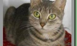 Domestic Short Hair - Missy - Small - Adult - Female - Cat
Missy
Tiger and White DSH
Adult/Spayed Female
Ask at the Desk
Tilly and Missy are rescues from a no-longer-fed colony of cats at the Greens of LeRoy. Nearly fully grown, Tilly is such a soft,