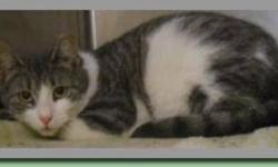 Domestic Short Hair - Missy - Small - Adult - Female - Cat
Missy
Gray Tiger DSH
Adult/Spayed Female
Foster Home
Loving Tiger striped spayed female seeks a human who has overcome a few bumps in the road. Life is not always fun but with the right companion,