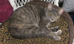 Domestic Short Hair - Monkey - Small - Adult - Female - Cat
CHARACTERISTICS:
Breed: Domestic Short Hair
Size: Small
Petfinder ID: 24323269
ADDITIONAL INFO:
Pet has been spayed/neutered
CONTACT:
Stray Haven Humane Society and S.P.C.A. Inc. | Waverly, NY |