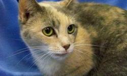Domestic Short Hair - Naomi*at Petco* - Small - Adult - Female
Naomi is a beautiful cat. She is a gentle and lovable girl who has such soft, plushy fur. She is such a sweetie! If you would like to meet Naomi, she is at the Mattydale PetCo Adoption Center