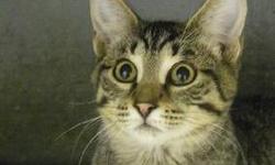 Domestic Short Hair - Nugget - Small - Young - Male - Cat
Nugget is a 4 month old DSH Tiger/White male kitten who is looking for a lap to cuddle into!! Could it be with you? Update: Nugget has been neutered.
If adopting a cat or kitten from our Shelter,