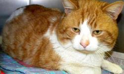 Domestic Short Hair - Orange and white - Buddy*dog Gone Inn*
Buddy is a handsome, neutered male, orange and white cat. He is a friendly and talkative guy who loves to get attention. He gets along well with other cats. He can't wait to find a good home! If