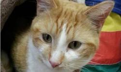 Domestic Short Hair - Orange and white - Cheddar - Small - Young
Meet Cheddar!! He is a 1-2 year old DSH male orange and white male cat who is looking for a home of his own!! Update: Cheddar has been neutered.
If adopting a cat or kitten from our Shelter,