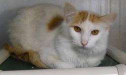Domestic Short Hair - Orange and white - Sweetie - Small - Adult
Sweetie
Orange and White DSH
Adult/Male
Cage #8
Sweetie is nice ole boy.He is quite friendly and great with dogs.
CHARACTERISTICS:
Breed: Domestic Short Hair - orange and white
Size: Small