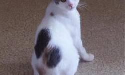 Domestic Short Hair - Peaches - Medium - Baby - Female - Cat
Peaches is a happy active, social, and very mischievous kitten. If there is something to investigate, she's there. Very loving and a purr machine. Her sister, Pearl and she are very close and