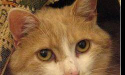 Domestic Short Hair - Peachie O'toole - Extra Large - Adult
Peachie O'Toole came from a home which held a number of cats, but he has not been socialized with people and as a result is fearful of newcomers. Although he can most often be found under a