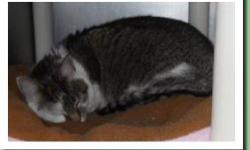Domestic Short Hair - Petco Alicia - Small - Adult - Female
Alicia
Tiger and White DSH
Adult/Spayed Female
Batavia Petco
Alicia and Boots owner died so now they are looking for a new home. Alicia is scared to death but is very sweet. She is about 4 years