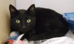 Domestic Short Hair - Petco Lovey - Small - Adult - Female - Cat
Hello, my name is LOVEY. My foster mom came to see me and she asked me why on earth I was still here. I told her I didn?t mind my cage, that it was better than hanging around an ice cream