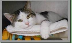 Domestic Short Hair - Petco Tony - Small - Adult - Male - Cat
I came to the shelter long ago with some pretty nasty bite wounds. Could have been from a dog so I would really like a home with no dogs. I am a super sweet lover boy, not a fighter. Very