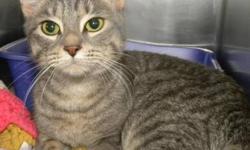 Domestic Short Hair - Plum - Medium - Young - Female - Cat
Plum is a very pretty 9-10 month old gray tiger kitty. She has huge feet with extra toes! Plum is laid back and affectionate and she likes to plsy.
CHARACTERISTICS:
Breed: Domestic Short Hair