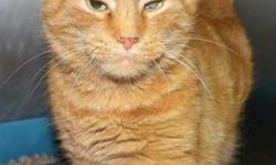 Domestic Short Hair - Spicer - Medium - Adult - Male - Cat
Spicer is a handsome, neutered male orange tiger cat. He is super loving and he adores being petted--he will even drool with joy when he gets lots of attention! Spicer does have a cataract in his