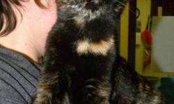 Domestic Short Hair - Storm - Medium - Young - Female - Cat
Storm is a very cute, 8 month old tortie kitty. She is sweet and snuggly and she loves to play. Storm and her sisters have been at the shelter since May.
CHARACTERISTICS:
Breed: Domestic Short