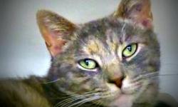 Domestic Short Hair - Tilly - Small - Young - Female - Cat
Tilly and Missy are rescues from a no-longer-fed colony of cats at the Greens of LeRoy. Nearly fully grown, Tilly is such a soft, petite little thing. She loves attention, loves to be petted, and