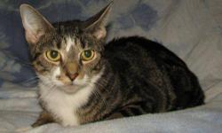 Domestic Short Hair - Tippie - Medium - Adult - Female - Cat
Tippie is a very pretty tiger kitty. She is lovable and social and she loves to talk. She would make a wonderful companion, so take her home with you!
CHARACTERISTICS:
Breed: Domestic Short