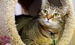 Domestic Short Hair - Tobyn*at Petco* - Medium - Adult - Female
Tobyn is a beautiful, 3 year old spayed female kitty. She is so soft and plushy and she loves to be petted. Tobyn is an easy going girl who gets along well with other cats. If you would like