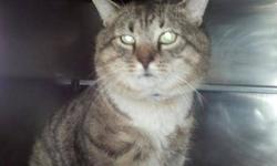 Domestic Short Hair - Tony - Small - Adult - Male - Cat
Tony
Tiger and White DSH
Adult/Neutered Male
Cage #2
I came to the shelter long ago with some pretty nasty bite wounds. Could have been from a dog so I would really like a home with no dogs. I am a