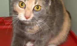 Domestic Short Hair - Trippie - Medium - Adult - Female - Cat
Trippie is a gorgeous, dilute calico kitty. She is lively and playful and curious about everything. Take this fun-loving kitty home today!
CHARACTERISTICS:
Breed: Domestic Short Hair
Size:
