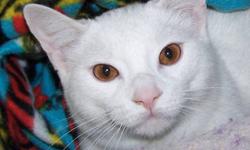 Domestic Short Hair - White - Cottonball - Small - Young - Male
Meet Sweet Cottonball!! He is a 6 month old DSH white kitten who is an absolute love!!
Update: Cottonball has been neutered. If adopting a cat or kitten from our Shelter, we ask that you