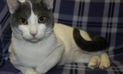 Domestic Short Hair - White - Tommy - Medium - Young - Male
?I am a very gentle, loving young man. I am great with other cats also. I love to snuggle and can?t get enough belly rubs. I am a very sweet guy. In the second picture you can see how much I am