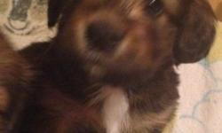 Dorkie pups, dad is a first generation Dorkie (Yorkie/Dachshund) Mom is a wire hair dachshund
1 boy, 1 girl left. Ready now.