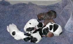 Taking Reservations for Black & White (Piebald) male Doxie-Pin puppies which will be ready the end of August. Puppies are located SW of Syracuse NY.
All puppies will be vaccinated, wormed, microchipped, receiving Heartworm preventative, started
