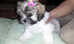 Hi
I have a litter of Shih apso puppies
Small non shedding little babies
Shots...wormed
Papertrained...
Cratetraining....:)
** DELIVERY IS AVAILABLE **
Please include your email address
when replying...thankyou :)
VERY well socialized...
Happy bubbly
