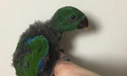 I have two male eclectus babies. They are nearing 8 weeks old now. Eating formula three times a day. Starting to get some applesauce. Will introduce seeds pellets and fruits this weeks. Asking $1100 each which includes bird at current age formula and