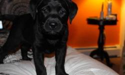 Ayria, a loving and energetic black lab puppy, has been an amazing companion to us for the past four months. Due to very unfortunate circumstances we can no longer give her the attention that she deserves. She is house trained and loves to play. She loves