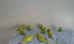 Beautiful English budgies ready to go to their new homes.