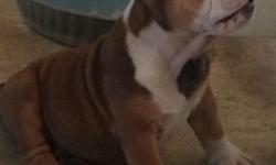 Male puppy born April 23rd about 8 weeks old vet checked dewormed up to date on everything he is a very rare color
Mother is English bulldog
Father is old English bulldog
Good with kids and other pets
Call or text (585)230-2620
This ad was posted with the