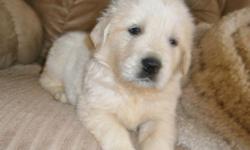 WE HAVE A BEAUTIFUL BLOCKY HEADED BABY BOY ENGLISH GOLDEN BABY 10 WEEKS OLD..VET CHECKED.. SHOTS, REGISTERABLE.AND GORGEOUS.. READY ON MARCH 14.. CALLS APPRECIATED ON THEM AS WE DO LIKE TO SPEAK WITH POTENTIAL NEW OWNERS.. PARENTS ON PREMISE AND OFA GOOD