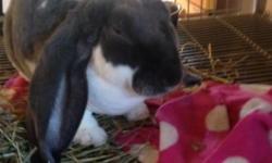 1 year old registered english lop buck rabbit.
friendly,nice markings.