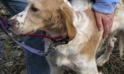 English Setter - Freckles - Medium - Young - Male - Dog
FRECKLES My name is Freckles. I am a very young boy who loves life. I am an English setter and although I have lots of energy and love to play outside I would be just as happy to sit in your lap next