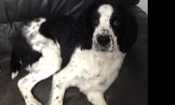 We have a male English Springer dog who turns 1 years old this month. He is black and white. Had been fixed and gone to a trainer for 3 weeks. Unfortunately, for us he is just still to hyper and I have two lil ones who want to love him but are also scared