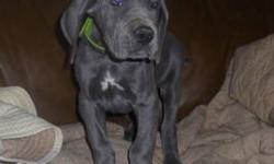 9 week old European big boned Great Dane puppies born 9/27/12.
We have 3 females remaining .
Pups are up to date on vaccines & wormers. Well socializes with adults and children.
Priced from $800-$1000 Call or e-mail for more info (845)649-0104