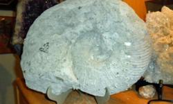 Exceptional and Beautiful Giant Size Texas Ammonite 20 lbs. Fossil. This is a Giant Size Fossil Ammonite called Eopachydiscus Marcianus from the Upper Albion Stage, Cretaceous Series, Washita Group, Duck Creek Formation of North Texas, U.S.A. It is around
